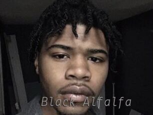 Black_Alfalfa