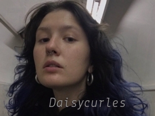 Daisycurles